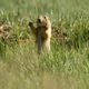 Utah Prairie Dog