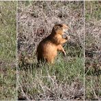 Utah prarie dog