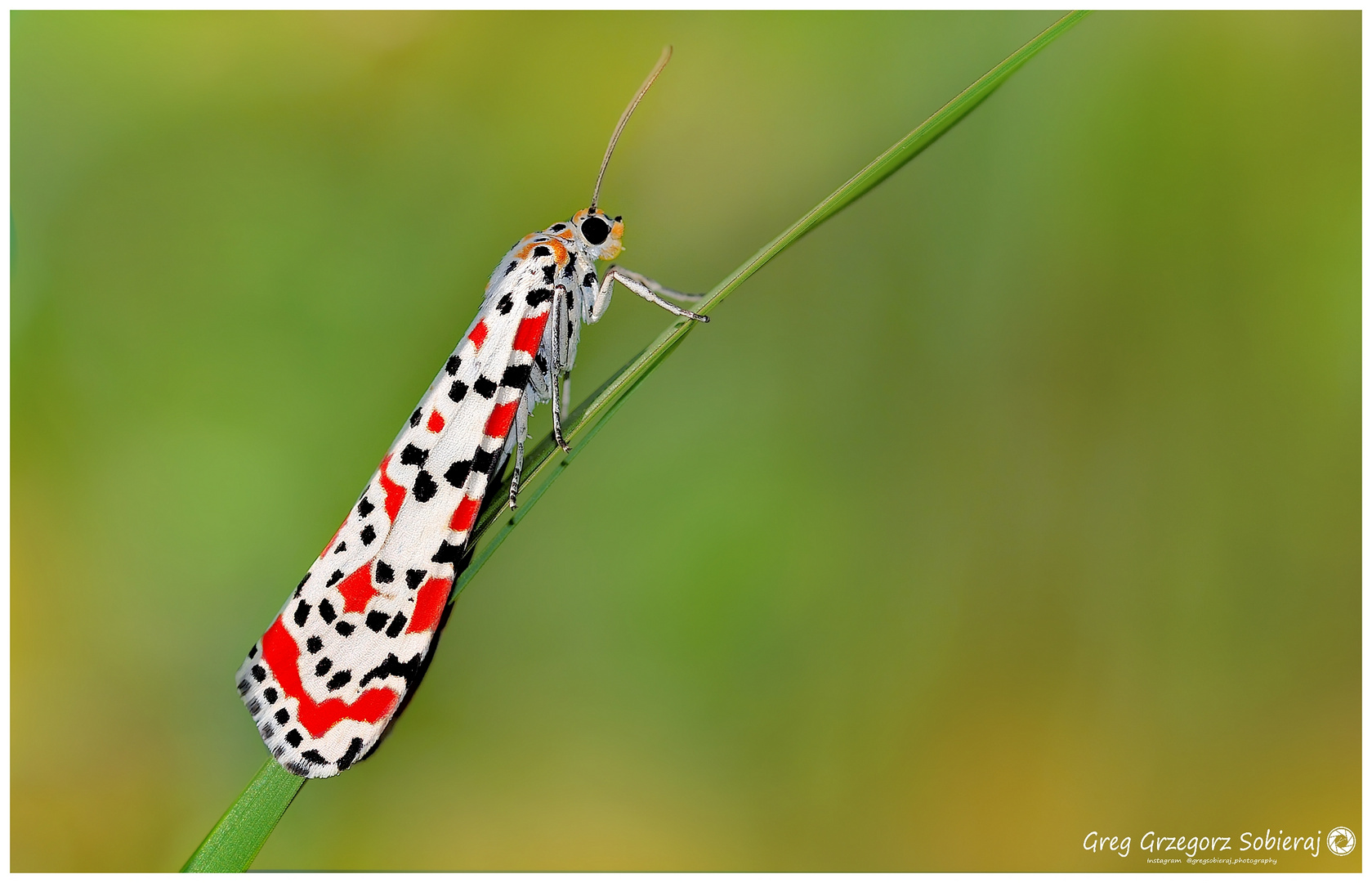 Utetheisa pulchella 