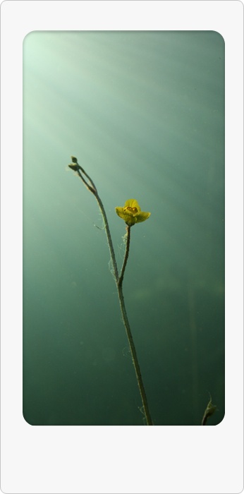 Utricularia Blüte unter Wasser