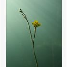 Utricularia Blüte unter Wasser