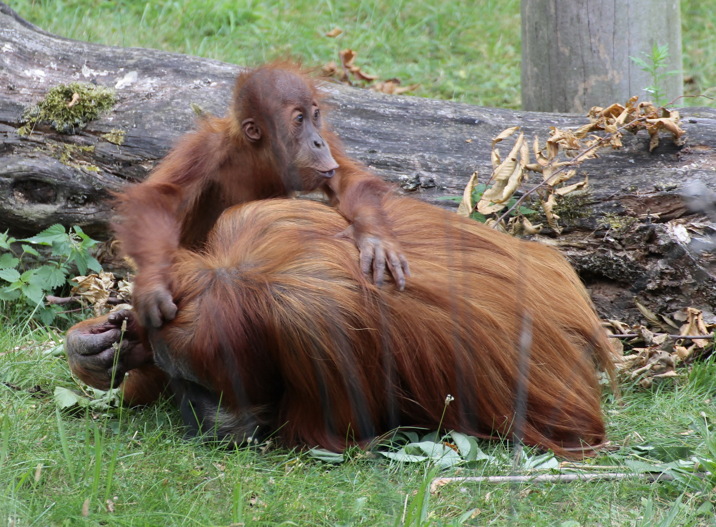 uuuuiiiii tolle Haare