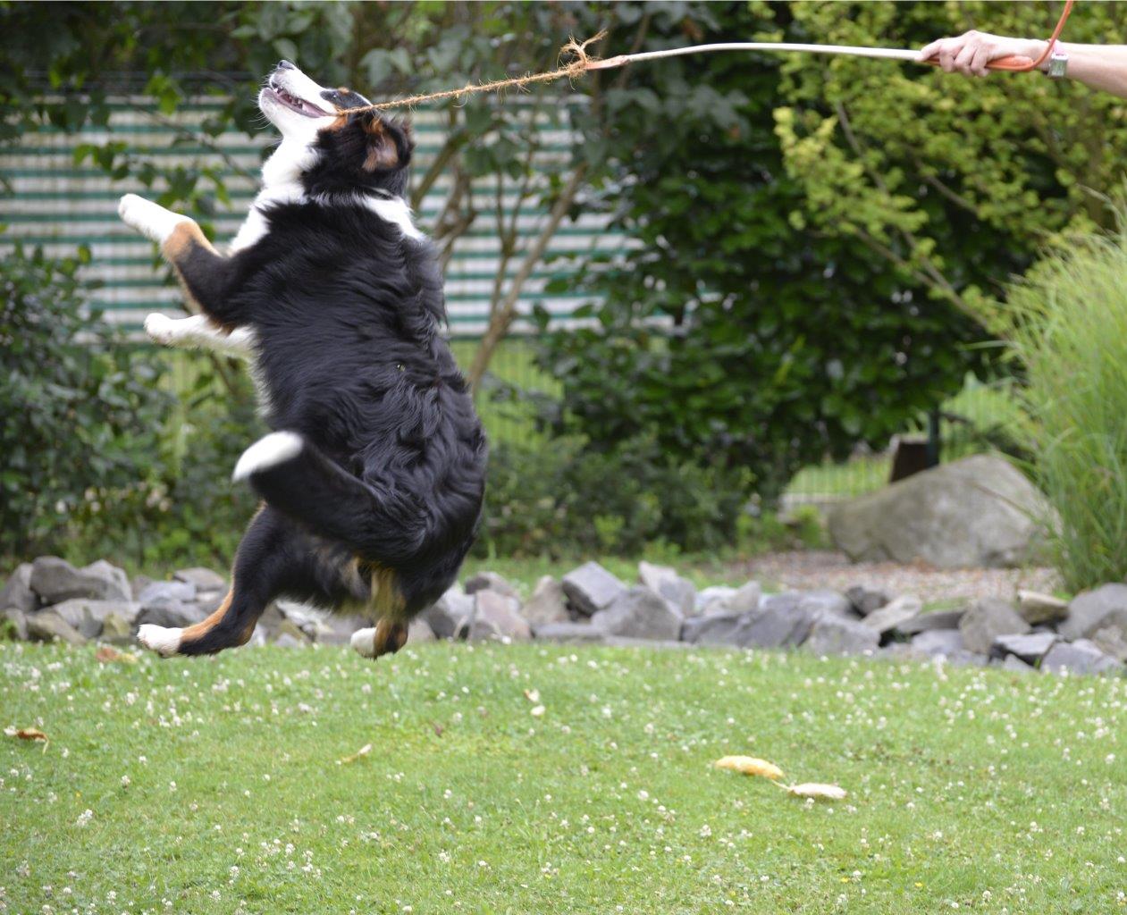 Uuuups...ein Hund an der Angel