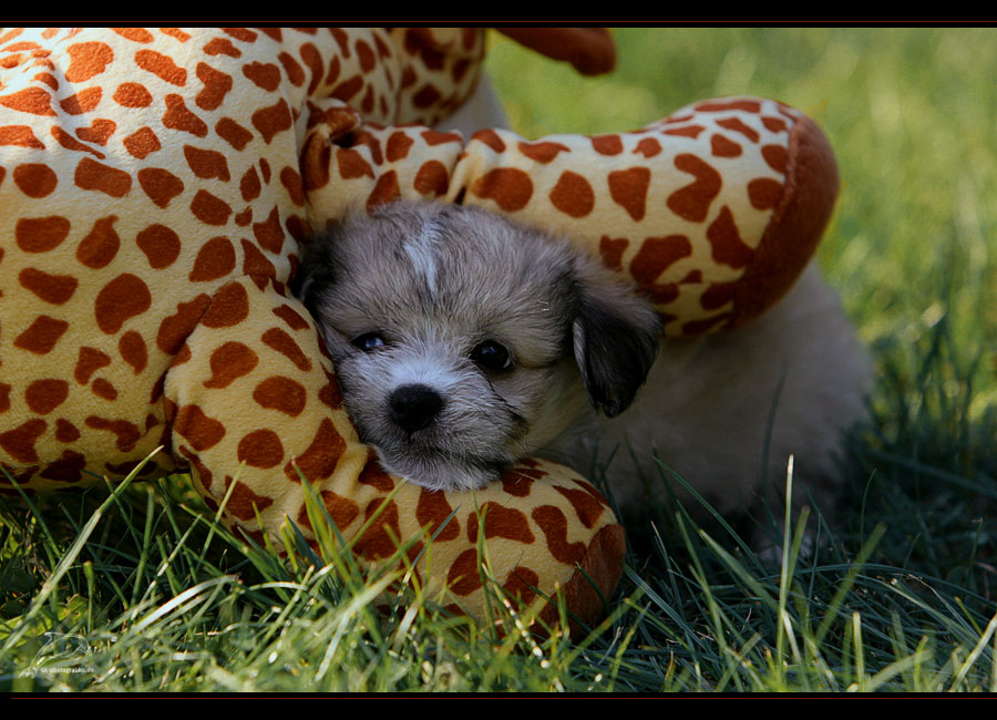 Uuuupsss... Kuscheltiere können so gefährlich sein...