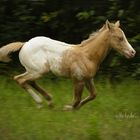 Uuuuuund ab geht die Post... !!! :) *POA stallion "ER Slide me Spectacular" ( FOR SALE )