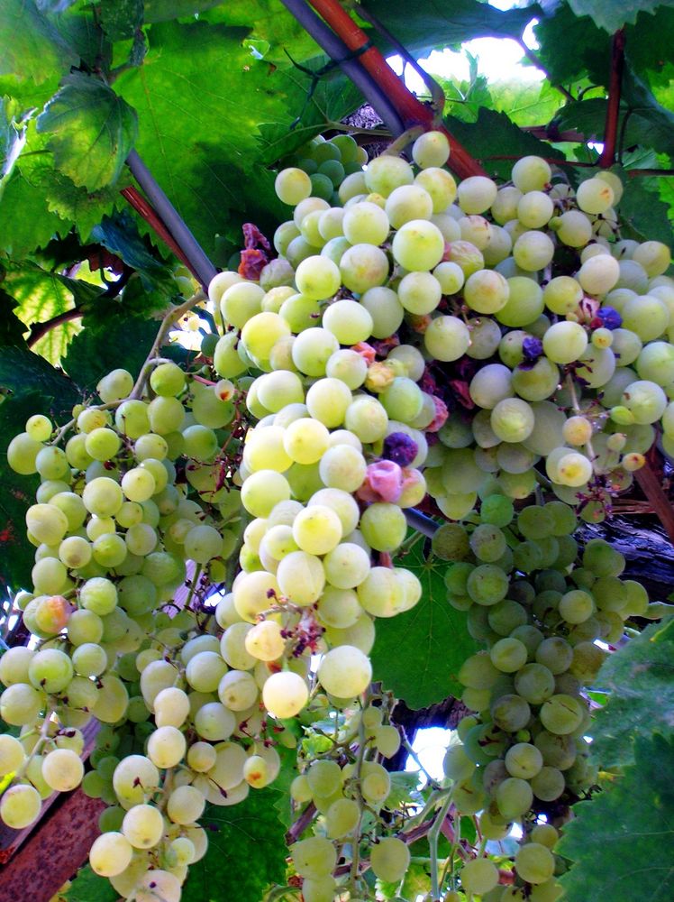 uva Foto % Immagini| frutta, natura Foto su fotocommunity