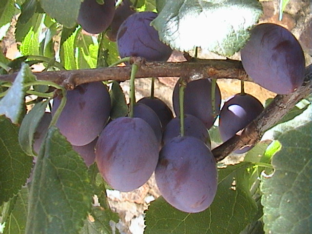 uvas