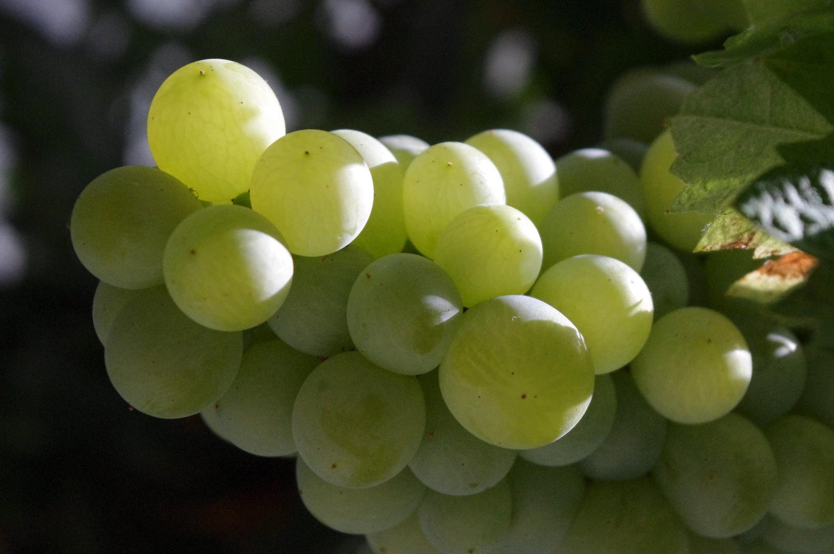 Uvas de parra