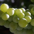 Uvas de parra