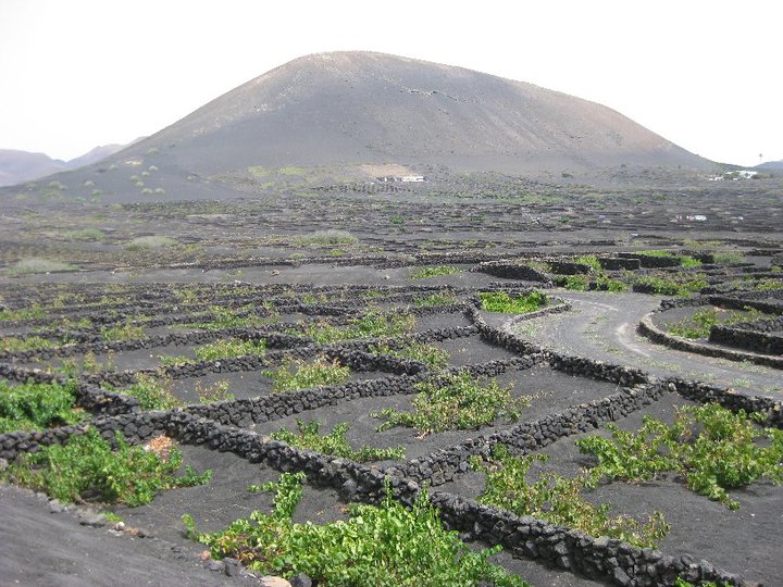 Uvas en el  volcan