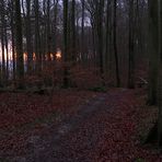 Uwe allein im Wald