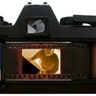 User Profile Photo