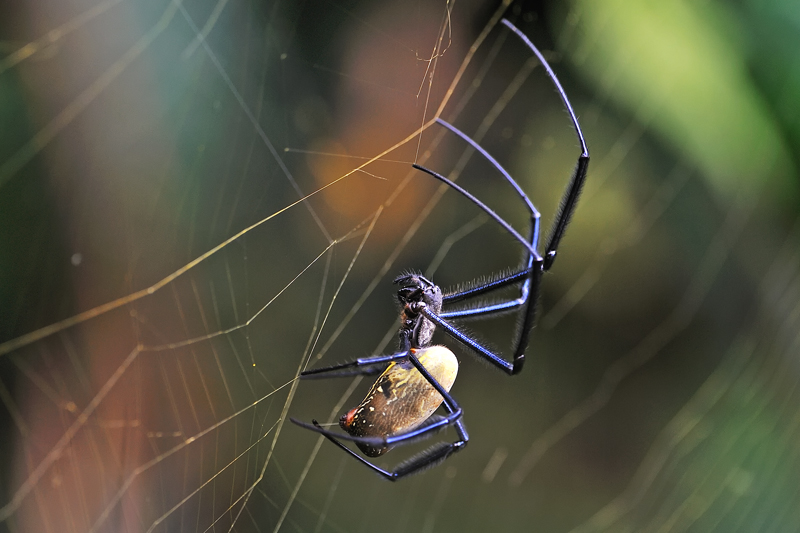 UWEC Entebbe, Uganda