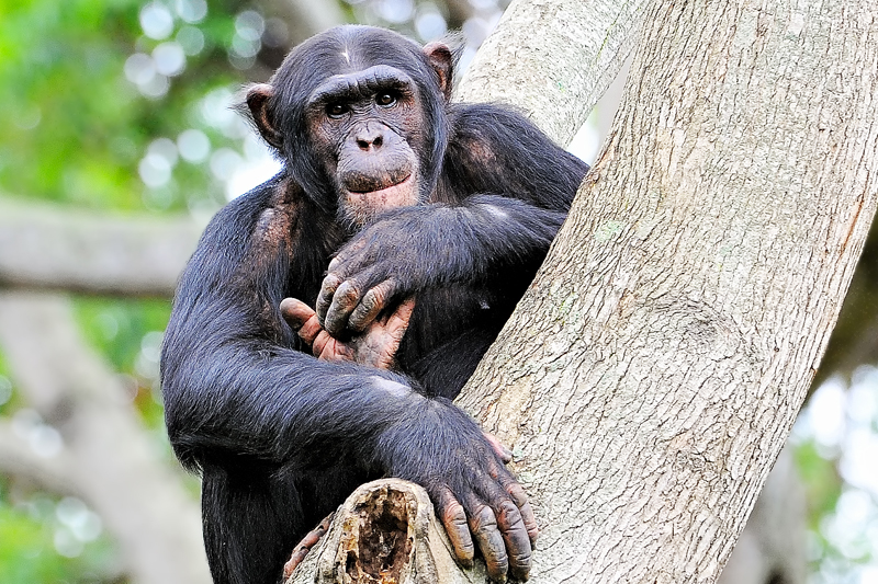 UWEC Entebbe, Uganda