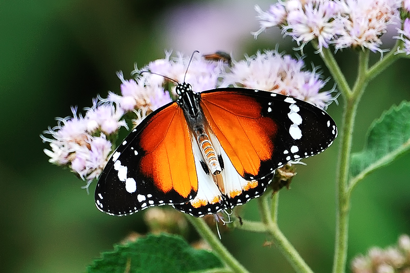 UWEC Entebbe, Uganda