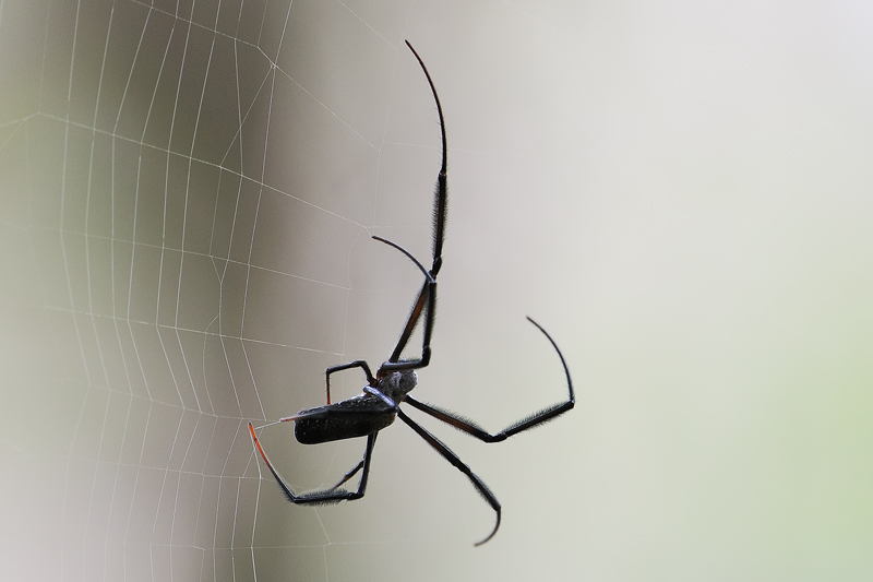 UWEC Entebbe, Uganda