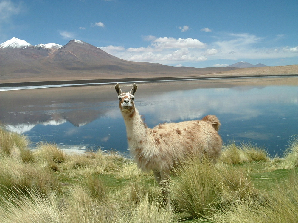 UYUNI