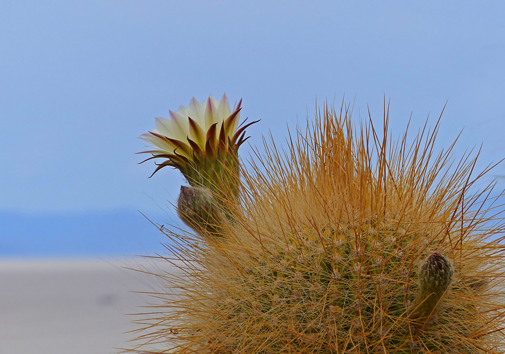 Uyuni Blümchen