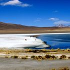 Uyuni Laguna colorada (Bolivia)