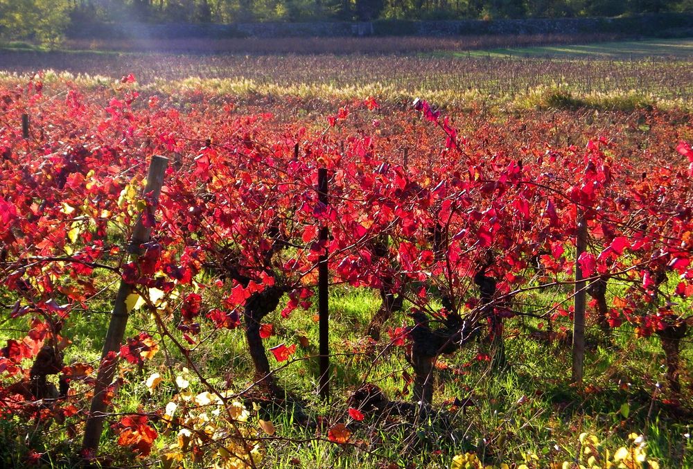 V comme vignes