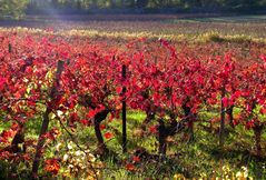 V comme vignes