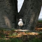 V - die Ausserirdischen