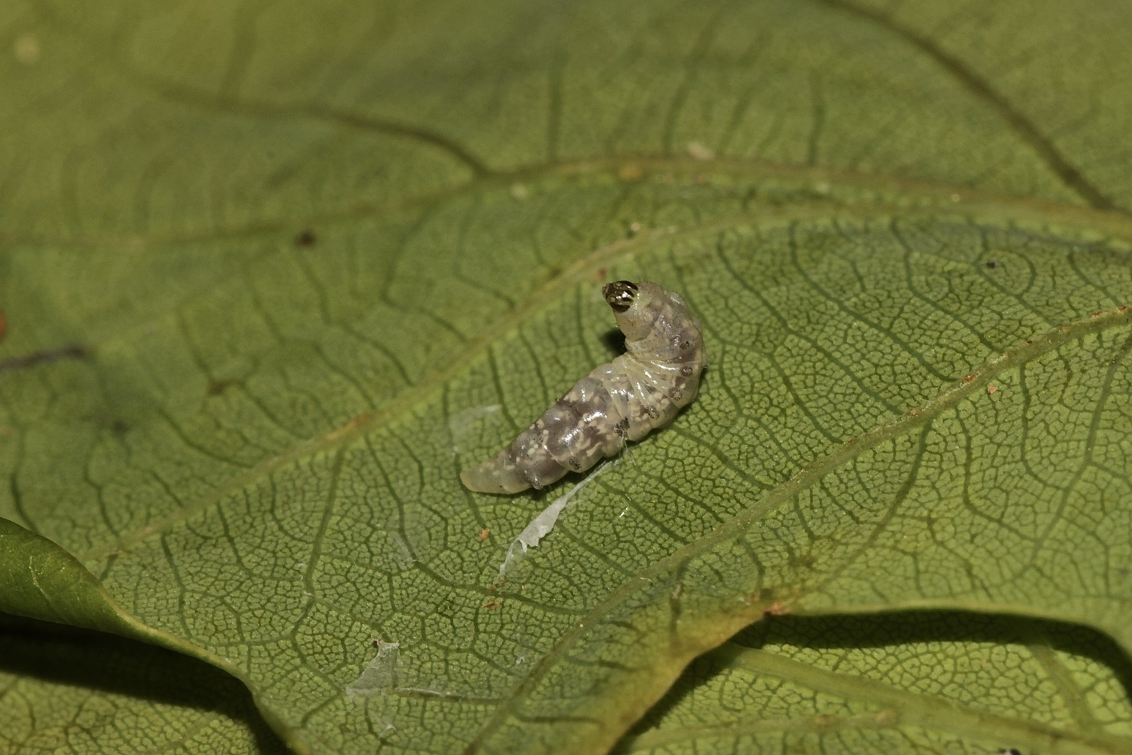 (V) Die Larve der Schlupfwespe an der Kürbisspinne (Araniella cucurbitina) ...