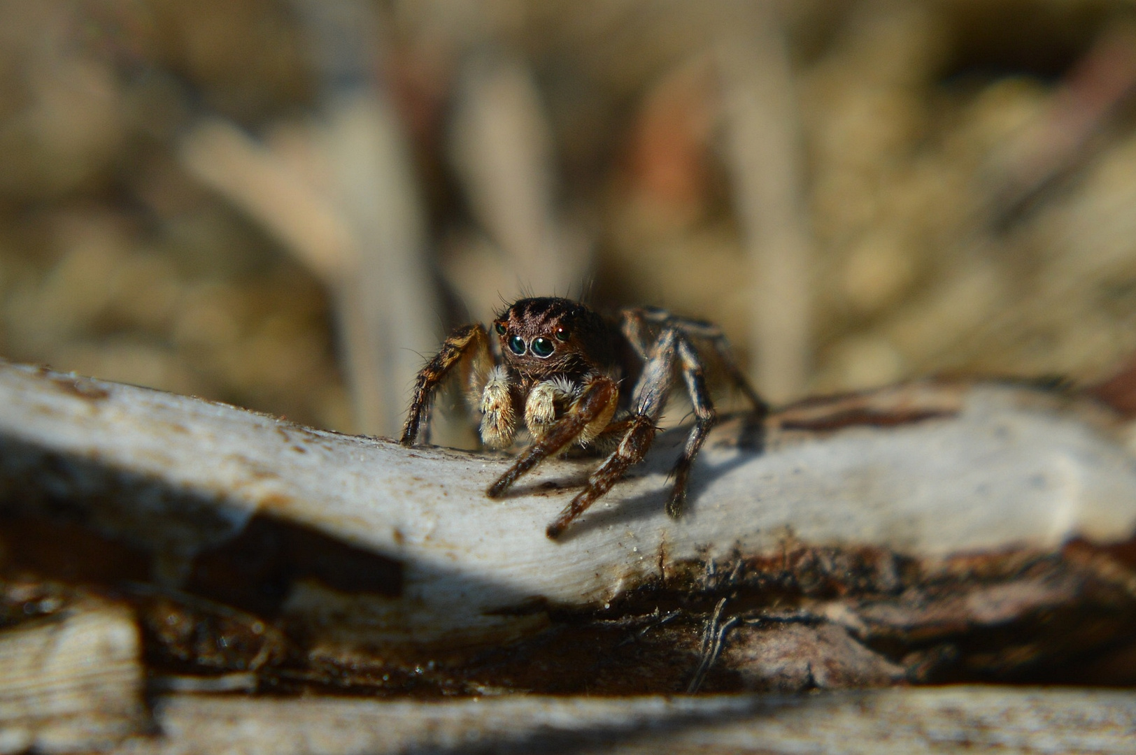 V-Fleck-Springspinne