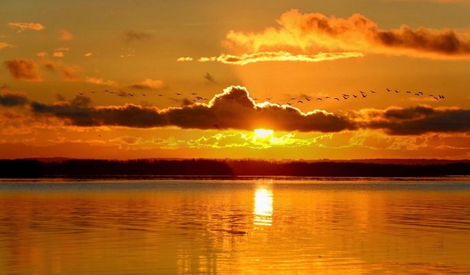 V O G E L _ D E S_G L Ü C K S_