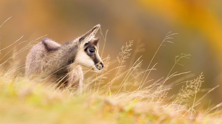 --- V O G E S E N - K I N D ---