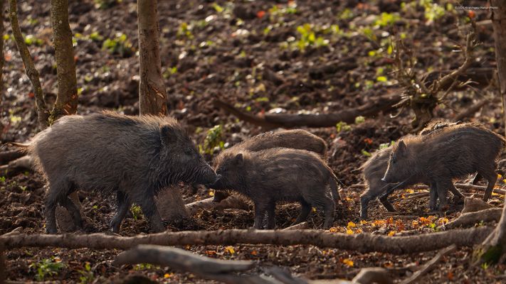 . . v o l l e . s u h l e . . 