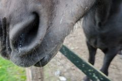 V O R S I C H T I G wird die Kamera in Augenschein genommen und von allen Seiten beschnüffelt.