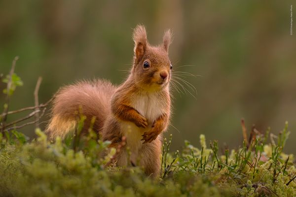 » » V o r s i c h t . Z u c k e r S c h o c k - G e f a h r « «