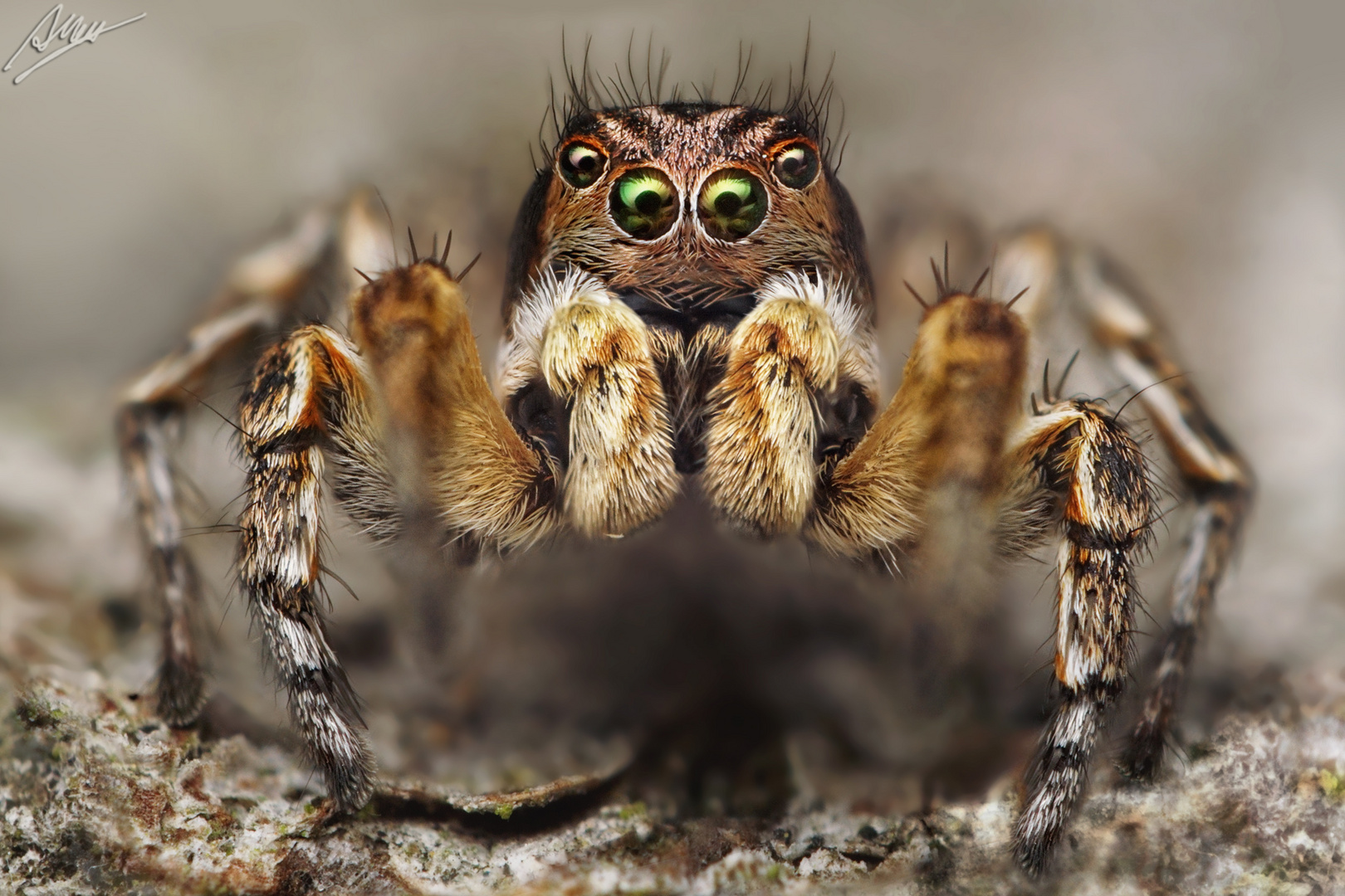 V-Springspinne (Männchen)