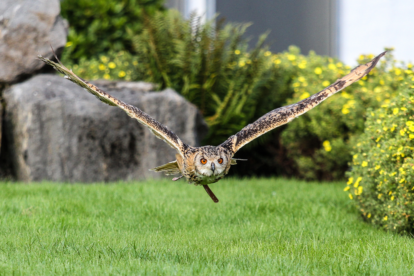 "V", wie Fliegen... ;)