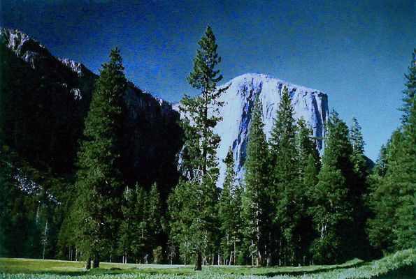 V077 Sequoias (Sequoia sempervirens) in front of El Capitan, Yosemite, USA 1987.7.8