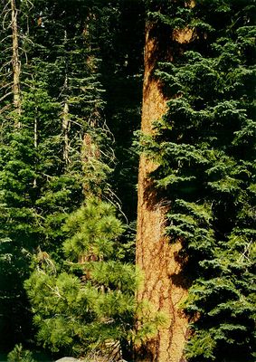 V081 Pine trees (Pinus spp.) in Yosemite, USA 1987.7.9