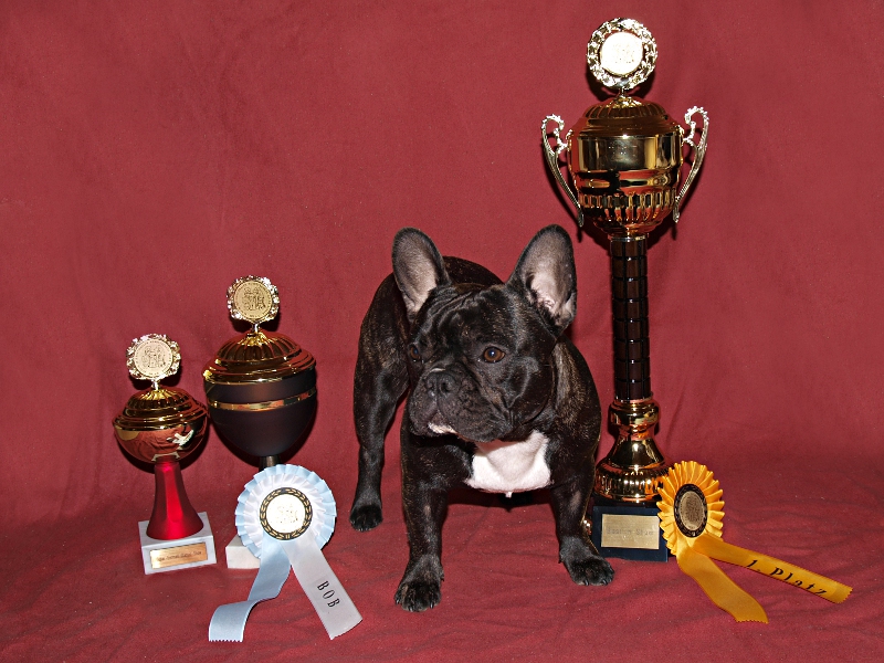 V1 CACIB, Best of Breed, Best in Show.