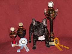 V1 CACIB, Best of Breed, Best in Show.