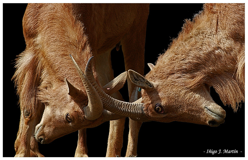 VA DE CUERNOS, ZOO DE MADRID 2