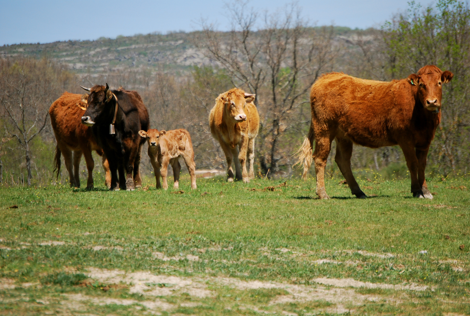 va de vacas