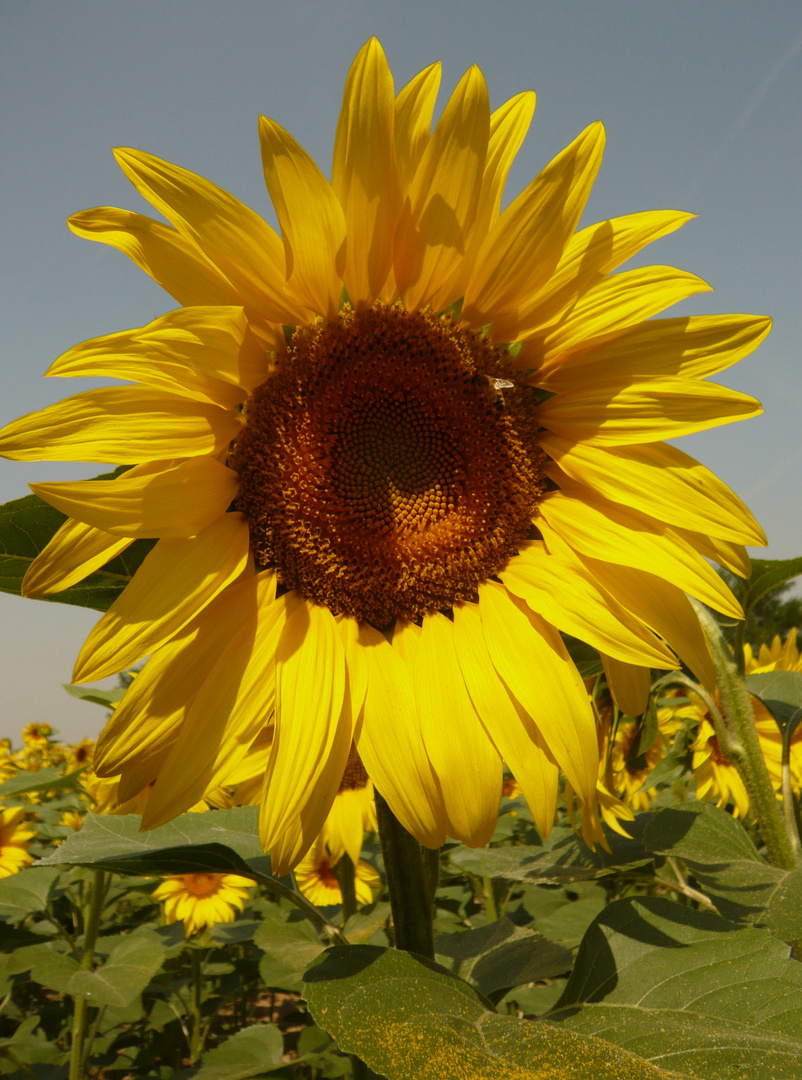 Và dove ti porta il sole...