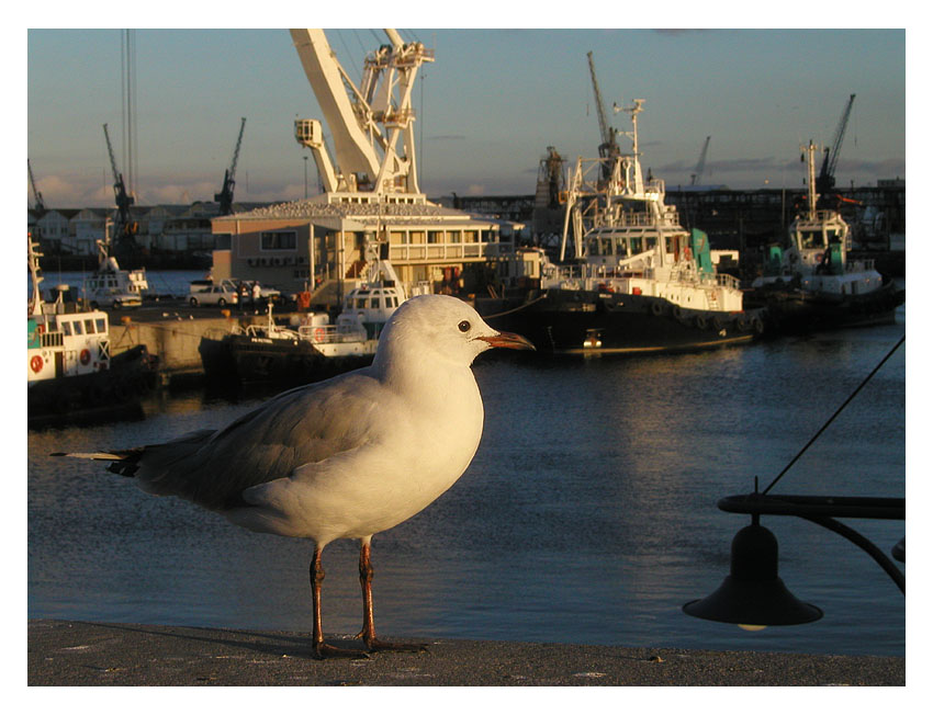 V&A Waterfront Kapstadt