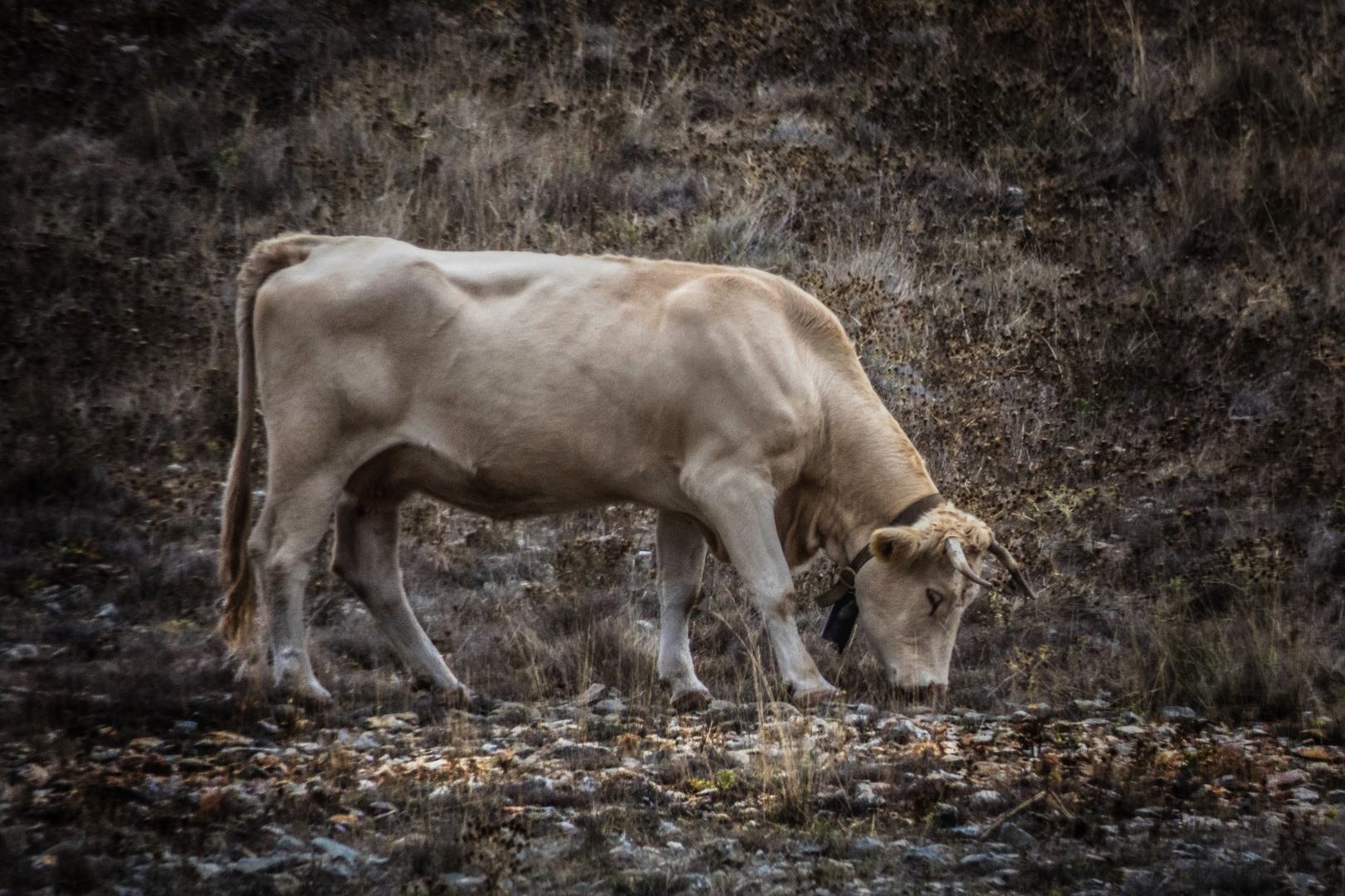 Vaca feliz - Happy cow 