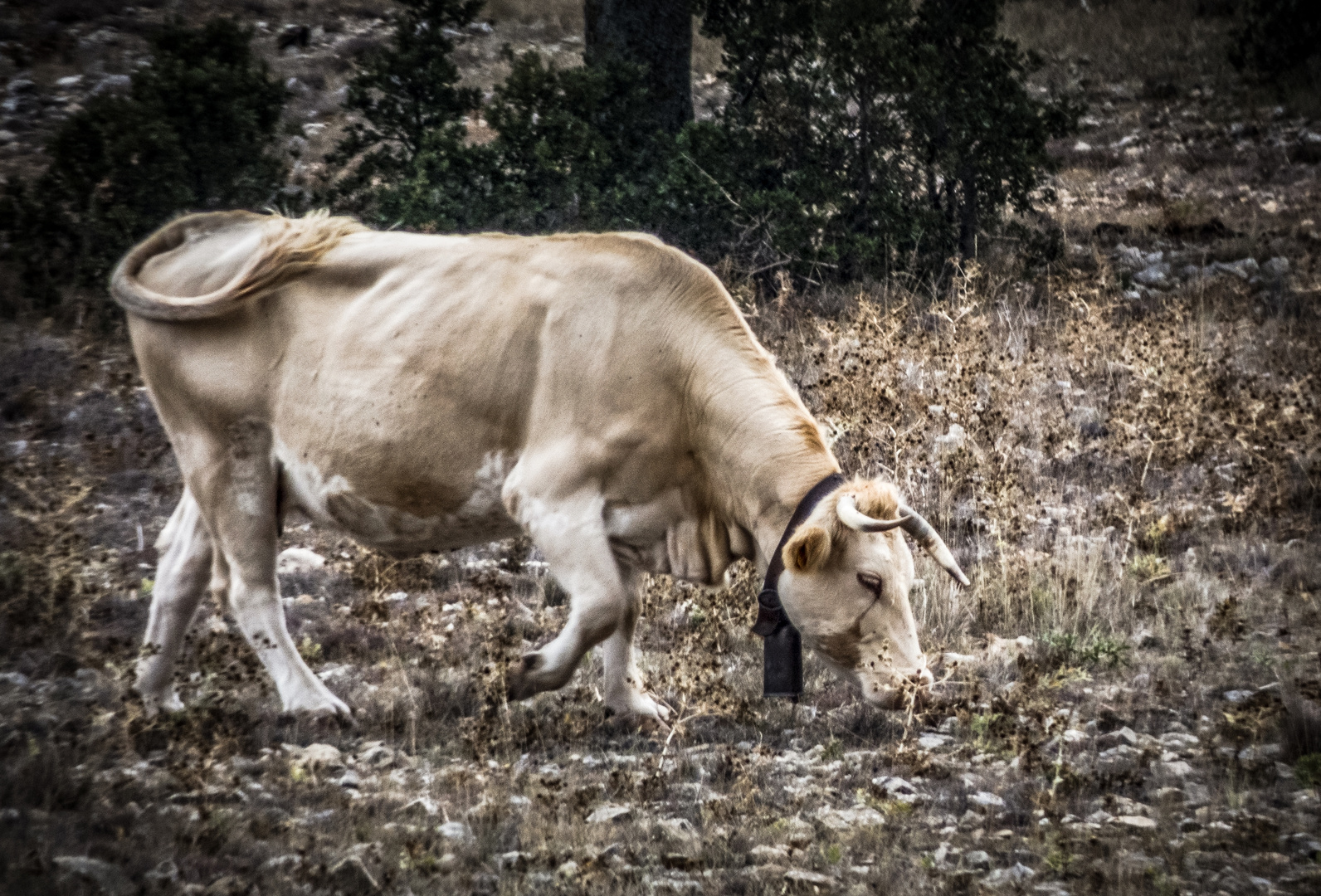 Vaca llorando - A cow crying 