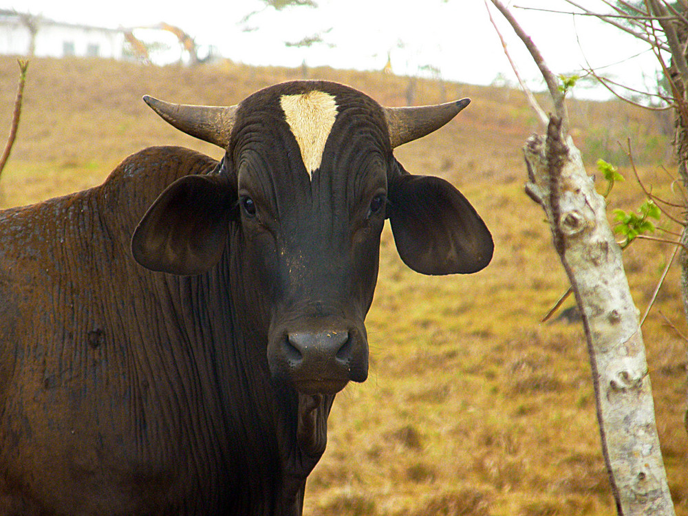 Vaca Panameña