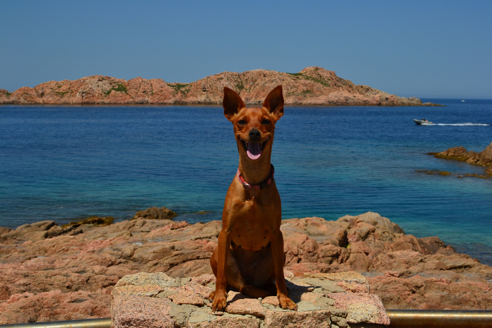 vacanza canina