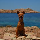 vacanza canina