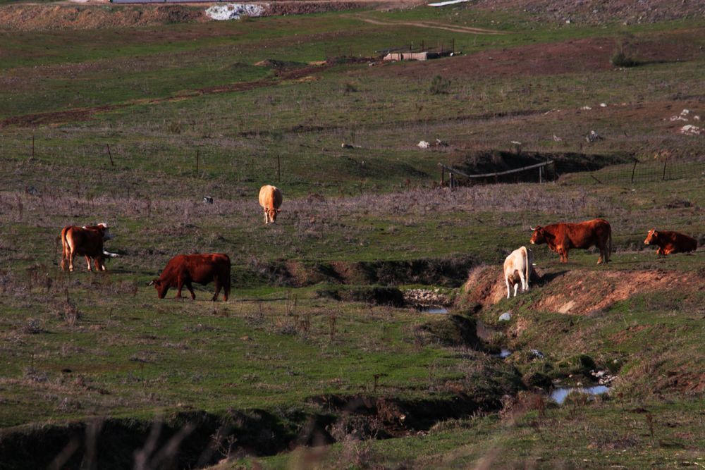 vacas al sol