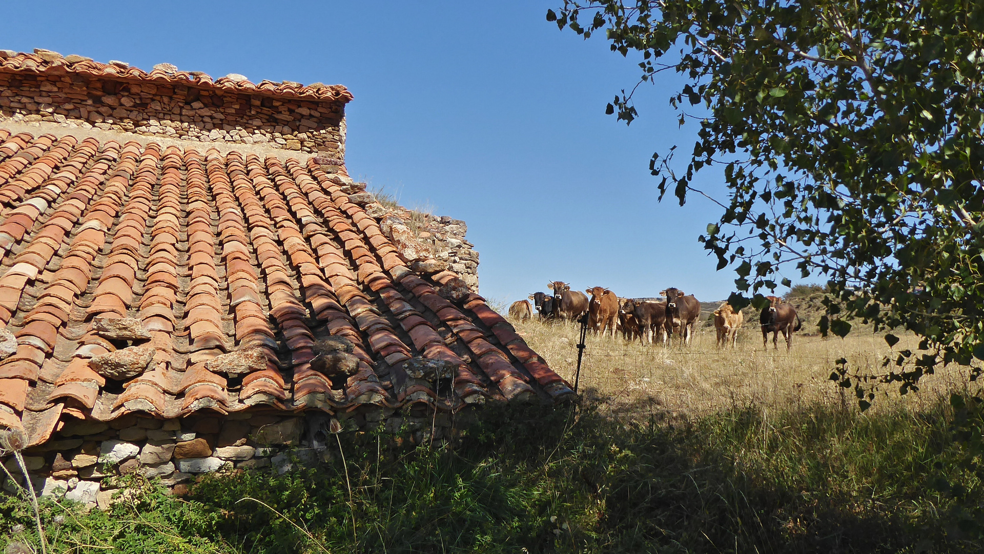 Vacas al sol